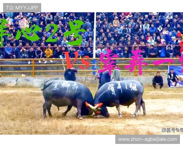 便捷访问真人斗牛网址快速进入高品质的斗牛娱乐世界